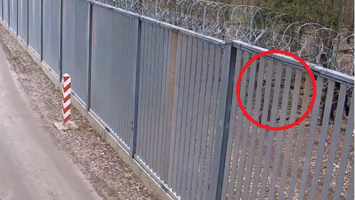 Straż Graniczna notuje próby przekroczenia granicy.