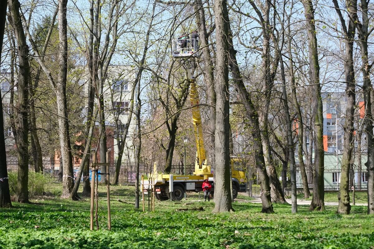 Prace pielęgnacyjne drzewostanu w Ogrodzie Saskim