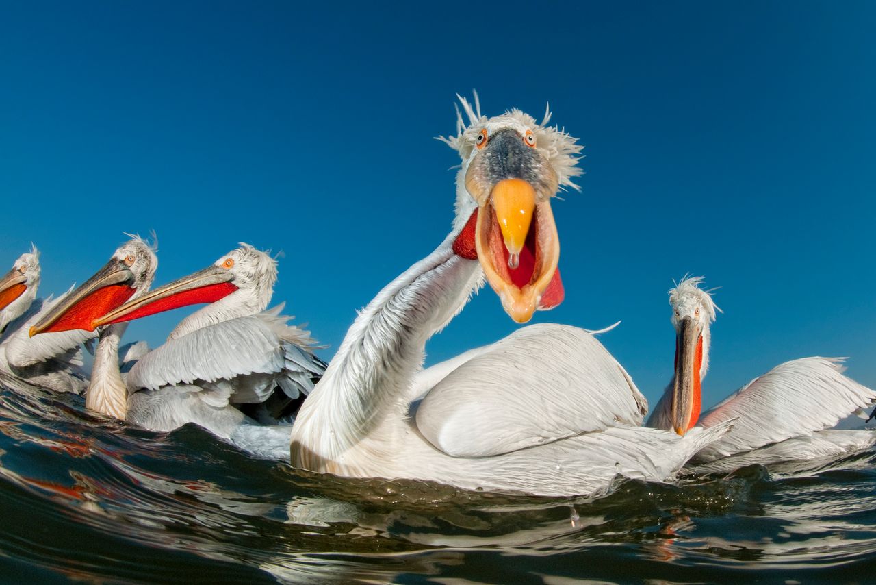 Do konkursu nadesłano ponad 6500 zgłoszeń z 40 krajów świata. Plebiscyt ma promować artyzm ptasiej fotografii, jak i samych fotografów, szerokiemu gronu ornitologicznemu, aby dać im możliwość publikacji i zdobycia uznania. Organizatorzy przygotowali 256-stronicowy album zawierający ponad 230 najlepszych zdjęć biorących udział w Bird Photographer of The Year.