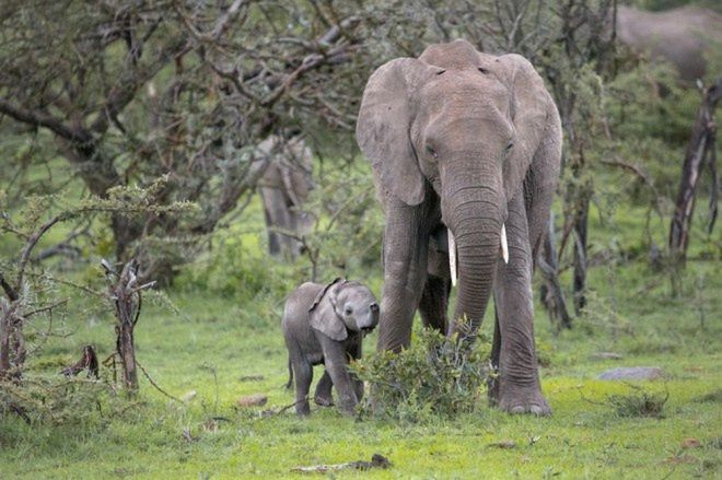 Światowy Dzień Słonia 12 sierpnia na Nat Geo Wild