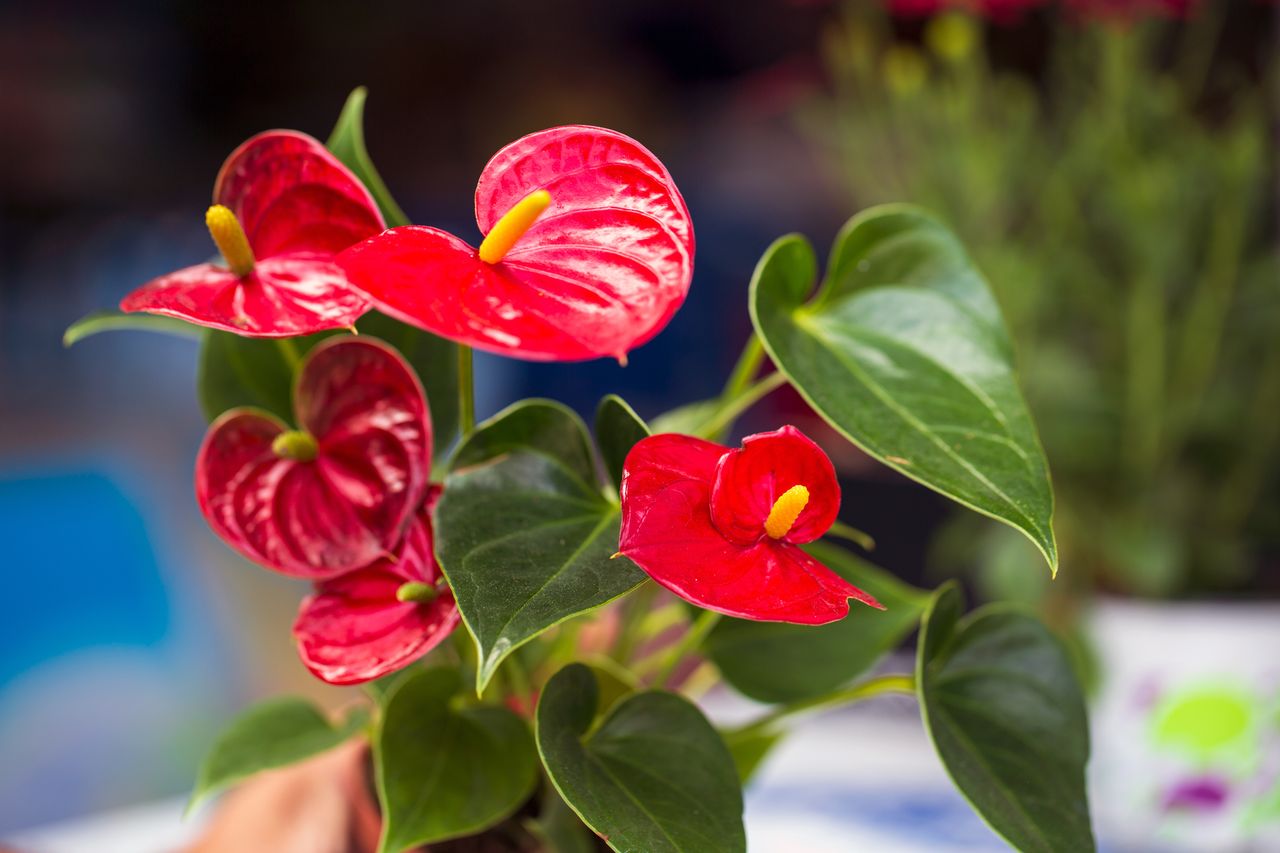 Anthurium