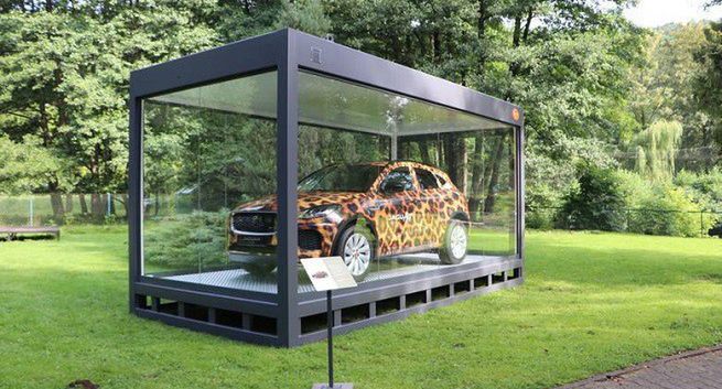 W gdańskim ZOO zwrócono uwagę na ginący gatunek jaguara