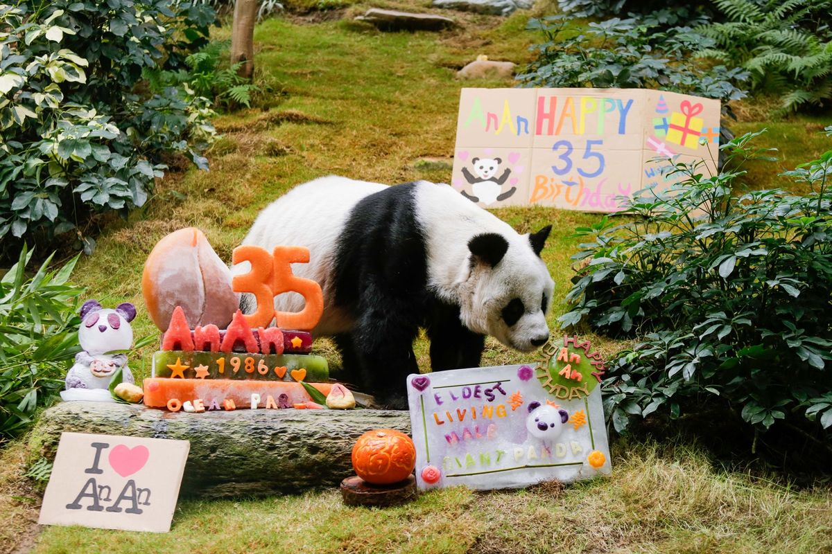 Impreza urodzinowa pandy była wyjątkowa