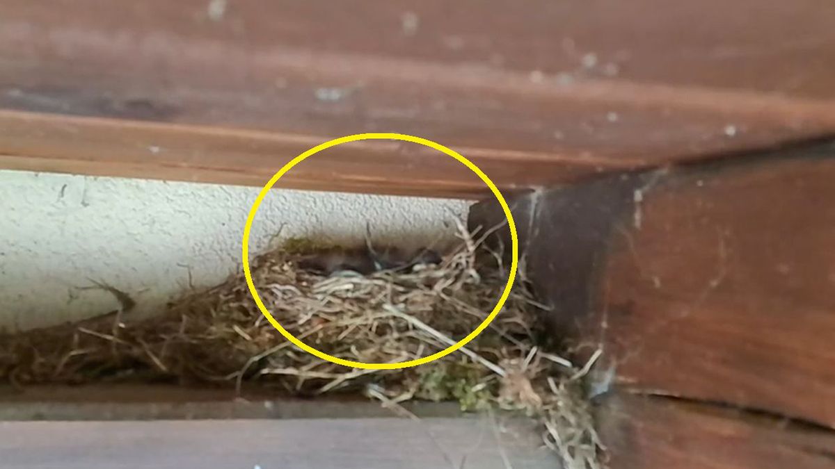 Gniazdo kopciuszków.