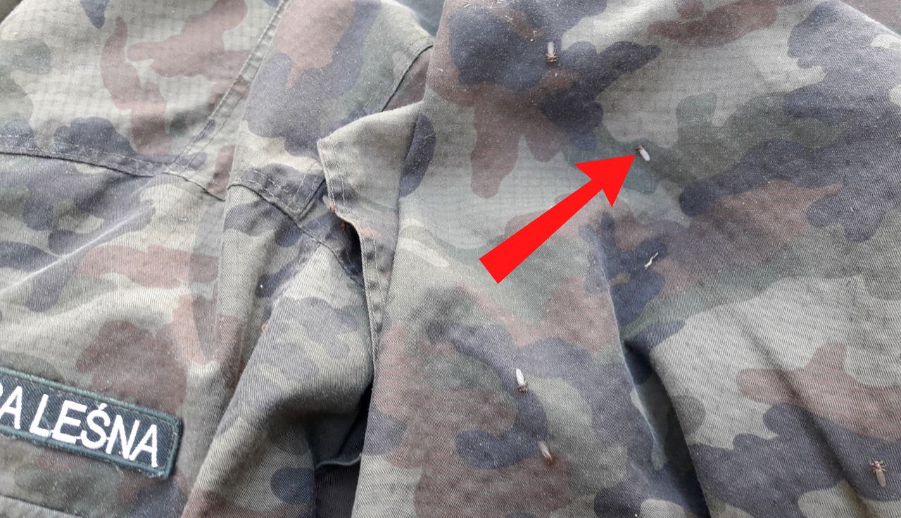 Leśnik pokazał mundur. Wystarczył obchód po lesie