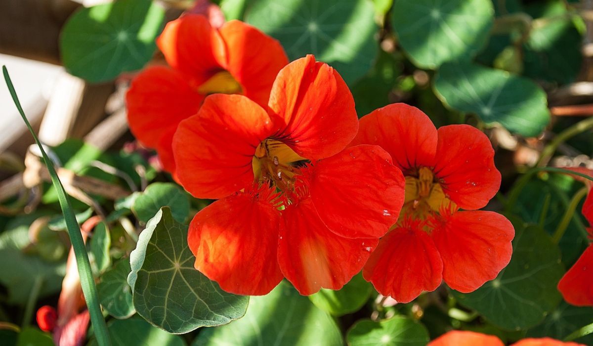 Nasturcja to piękny kwiat o wielu prozdrowotnych właściwościach - Pyszności; Fot. Pixabay