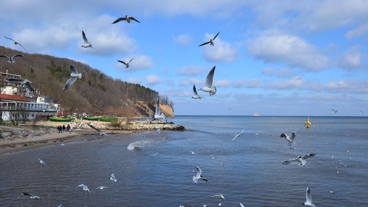 Sinice znów atakują