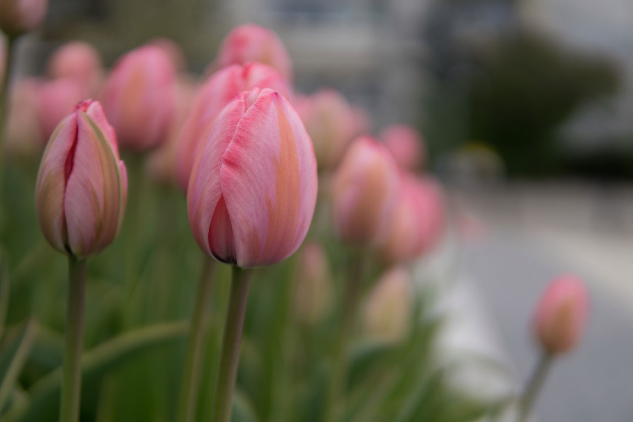 Sigma 30 mm f/1.4 DC DN - recenzja jasnego obiektywu stworzonego z myślą o bezlusterkowcach 12