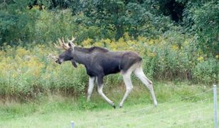 Skandal na polowaniu, zabito łosia. Sprawę bada policja
