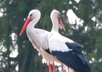 Słynny bocian już z partnerką. Teraz czekamy na potomstwo