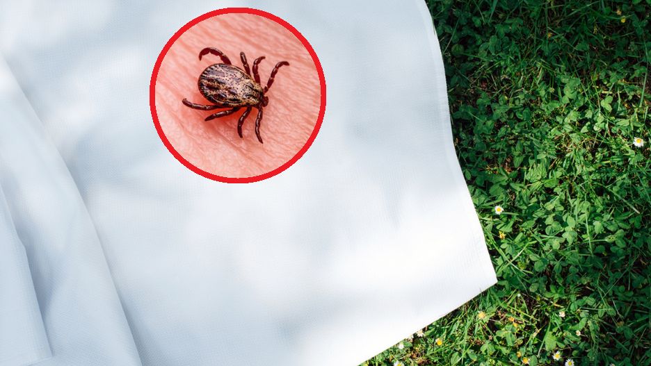 Czy masz kleszcze w swoim ogrodzie? Wystarczy biały ręcznik, by to sprawdzić