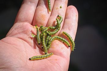 Załóż na bukszpan. Żarłoczne larwy zginą co do jednej