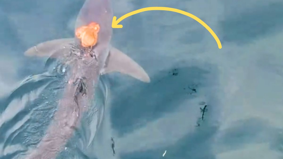 Ośmiornica podróżowała na grzbiecie rekina  