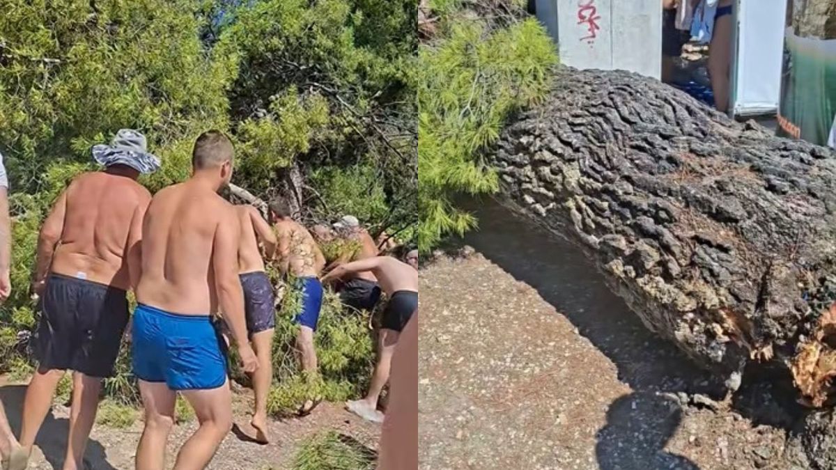 Drzewo spadło na plażowiczów w Chorwacji