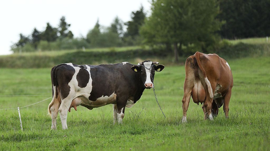 Proceder dotyczył zawierania umów związanych z dzierżawą krów