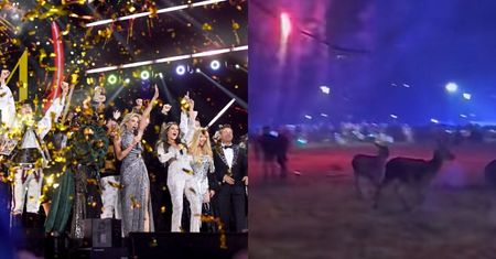 Horror zwierząt podczas "Sylwestra z Dwójką". Wystraszone próbowały uciekać przed fajerwerkami (WIDEO)