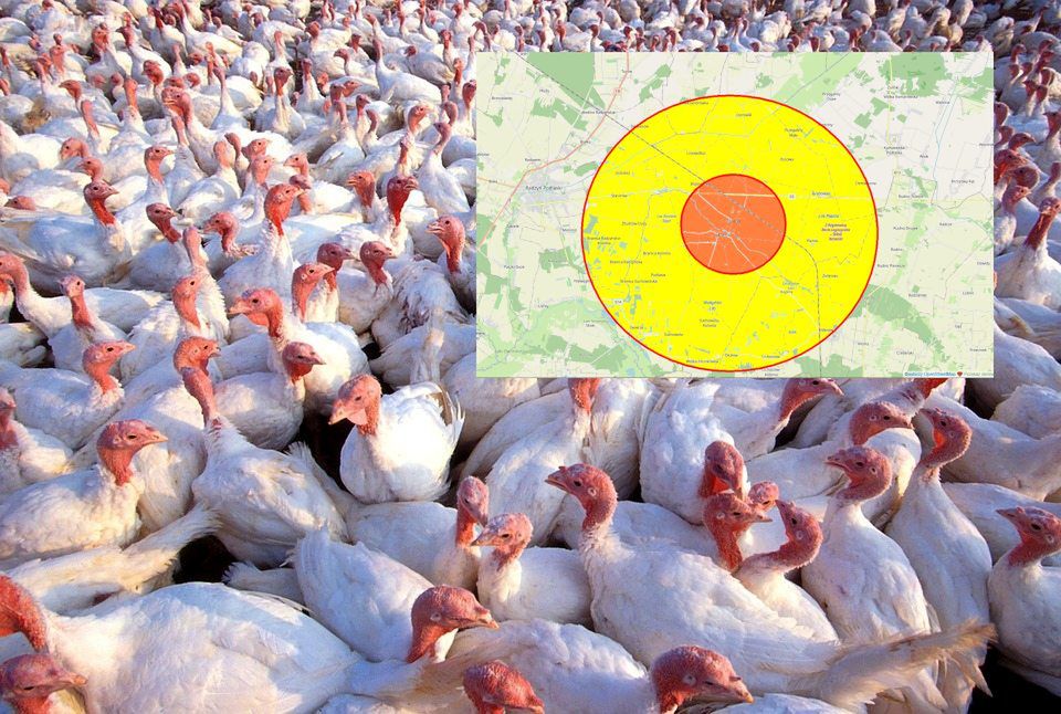 Lubelskie: Czwarte już w tym roku ognisko ptasiej grypy. Tym razem chorują indyki