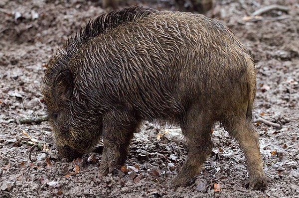 Ostki - alternatywa na tereny zagrożone przez dziką zwierzynę