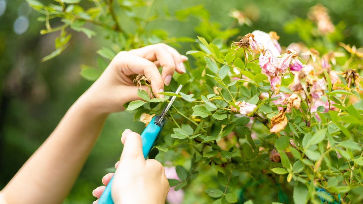 Hands of a female gardener cutting dry flowers from a camellia bush
Seasonal gardening work
Anna Cinaroglu