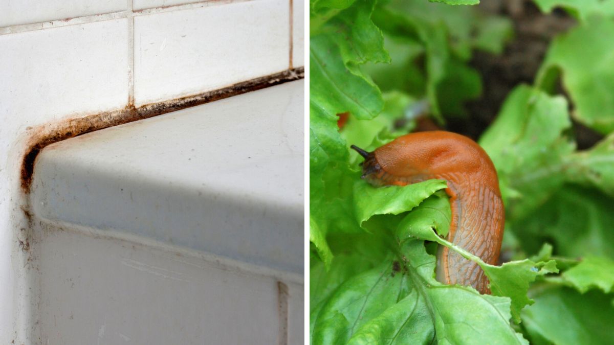 Brudne fugi i ślimak żerujący na sałacie