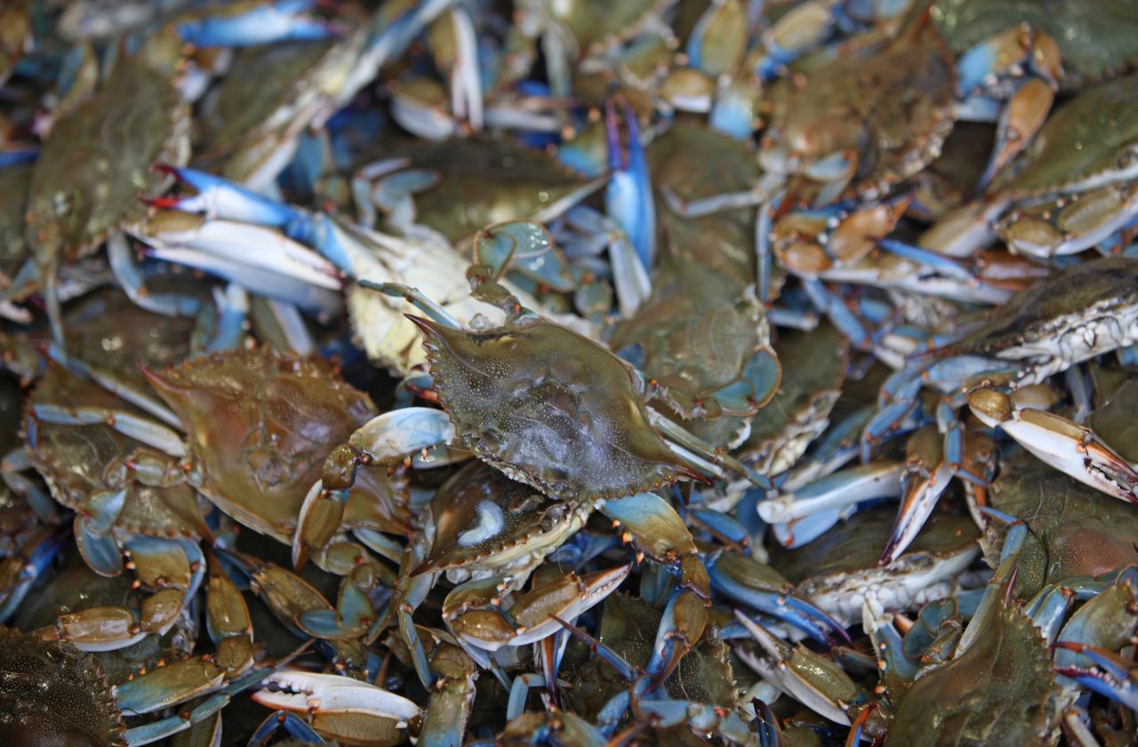 The blue wood louse owes its name to its blue limbs.