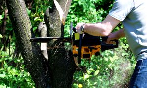 Wycinka drzew na posesji. Posłowie chcą usprawnić proces