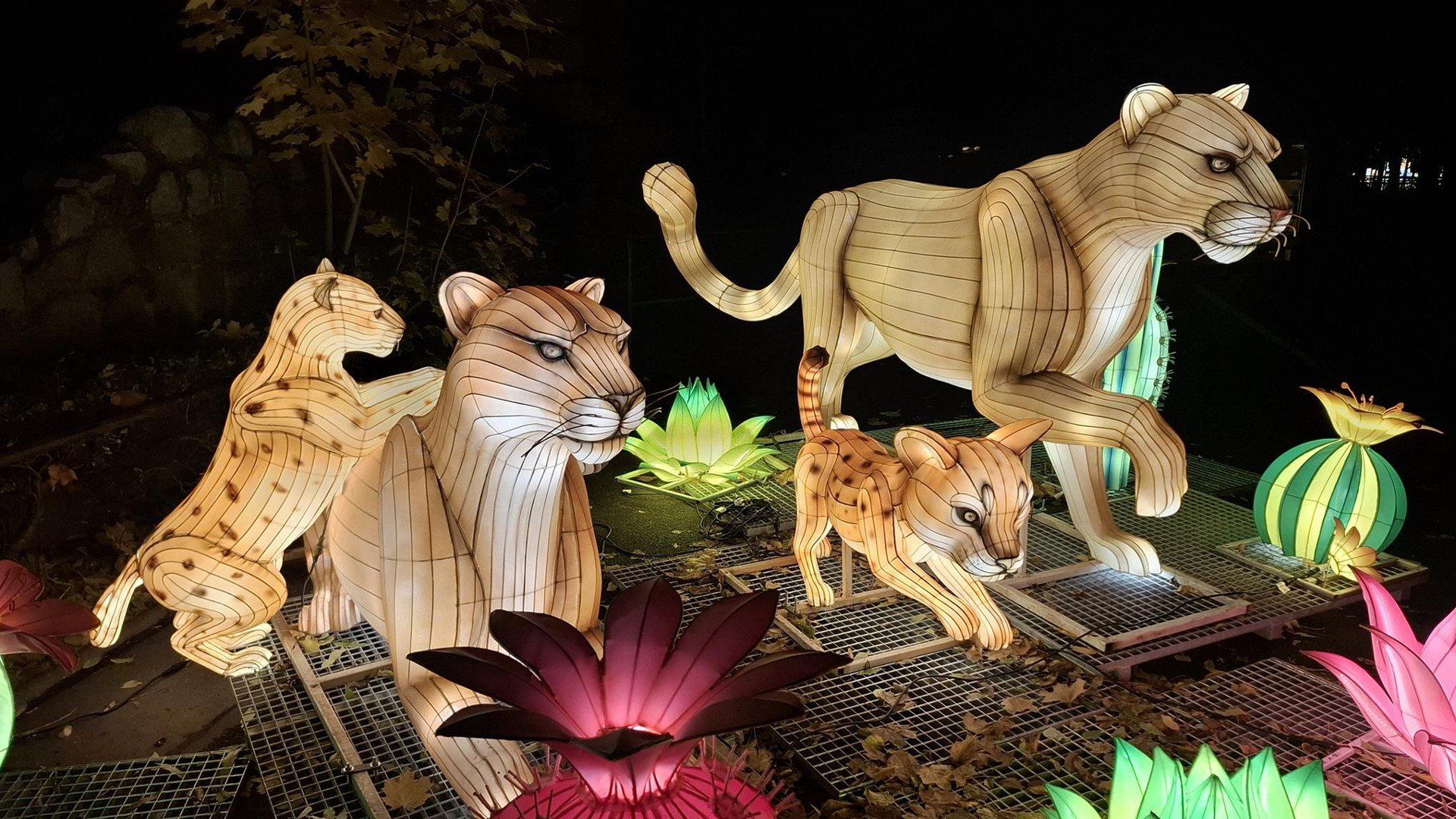 Dzika Ameryka w ZOO Wrocław - światło, które pomaga chronić naturę