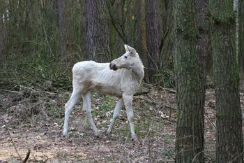 Wyjątkowy okaz w Kampinosie. Spacerował po lesie