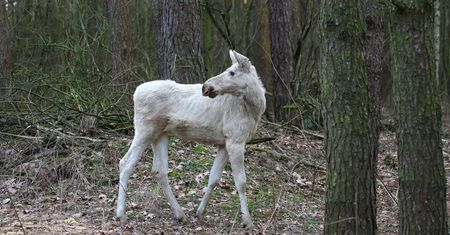Wyjątkowy okaz w Kampinosie. Spacerował po lesie