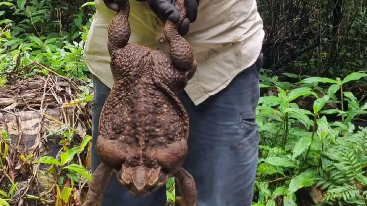 Wielka ropucha waży prawie 3 kg.