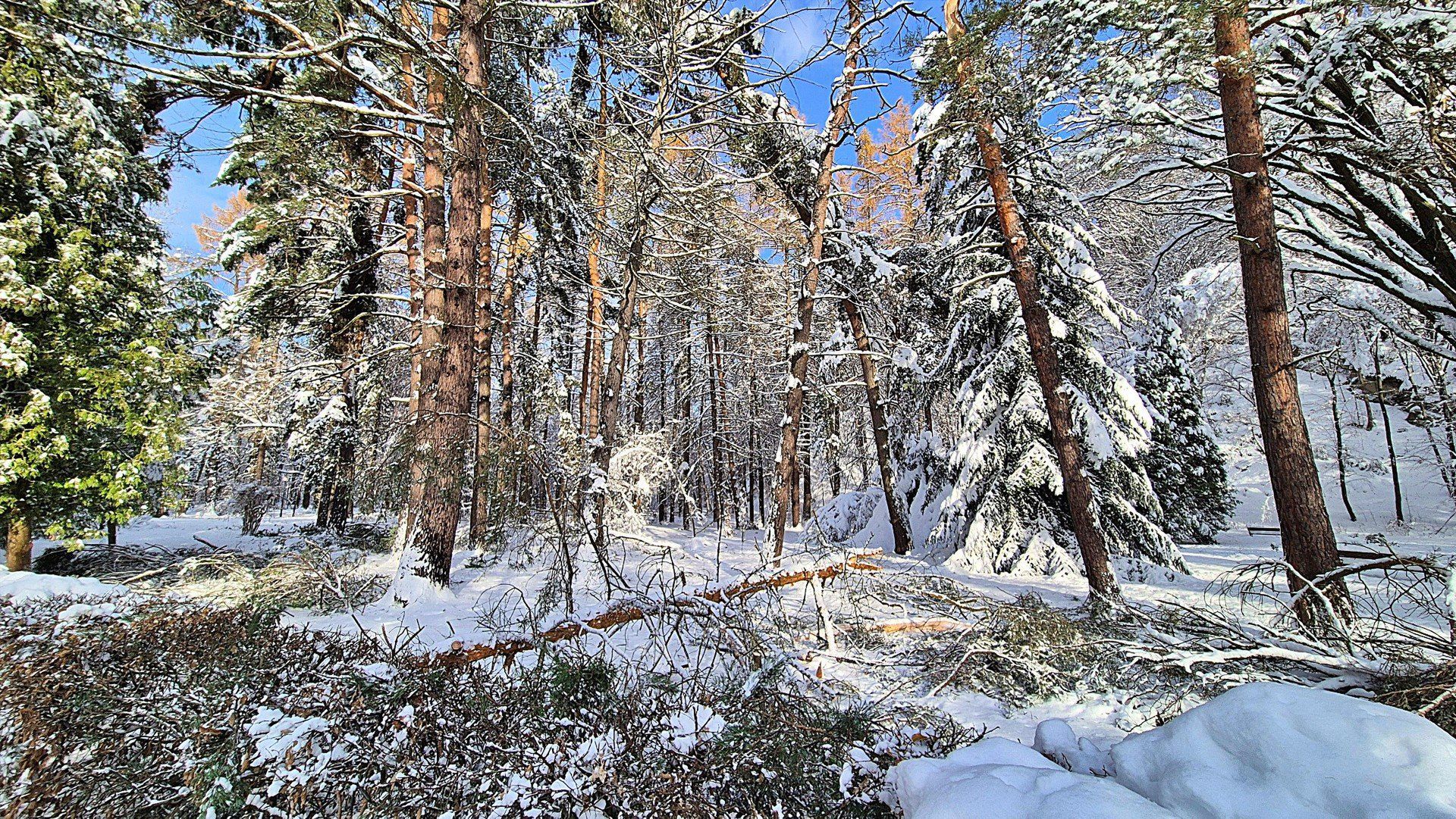 Powalone drzewa blokują ścieżki po intensywnej śnieżycy