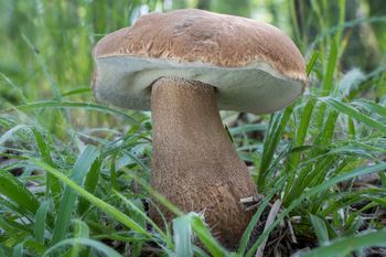 Właśnie pojawił się w lasach, a sezon jest krótki. Pośpiesz się, bo w sosie smakuje po prostu wybornie