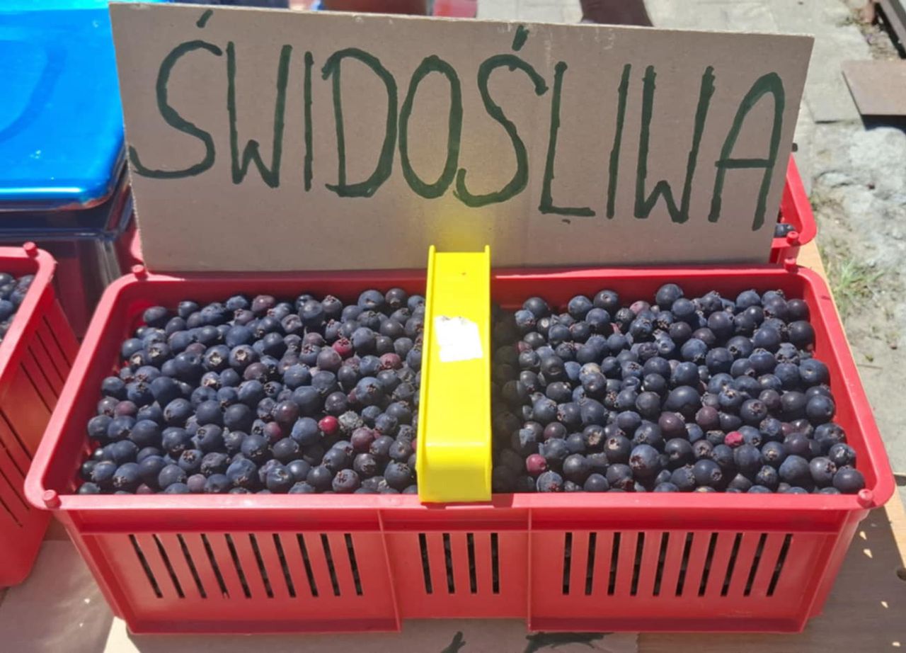 Świdośliwa