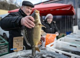 Karp – pochodzenie, wartości odżywcze, przeciwwskazania, przygotowanie, przepisy