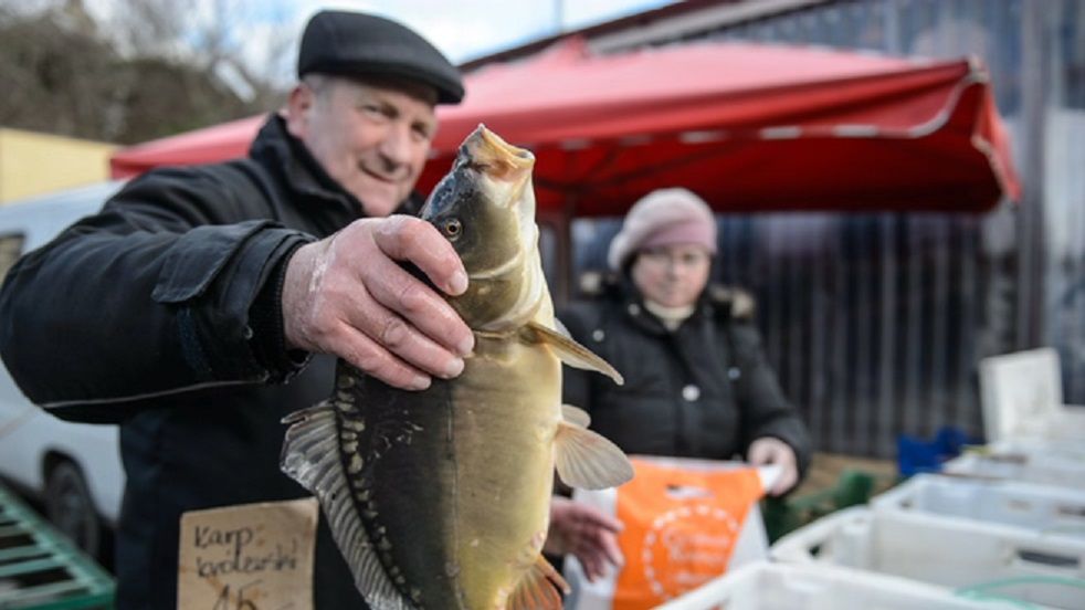 Karp – pochodzenie, wartości odżywcze, przeciwwskazania, przygotowanie, przepisy