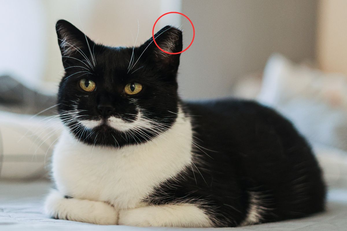 Przycięte ucho u kota to ważny znak / zdjęcie poglądowe