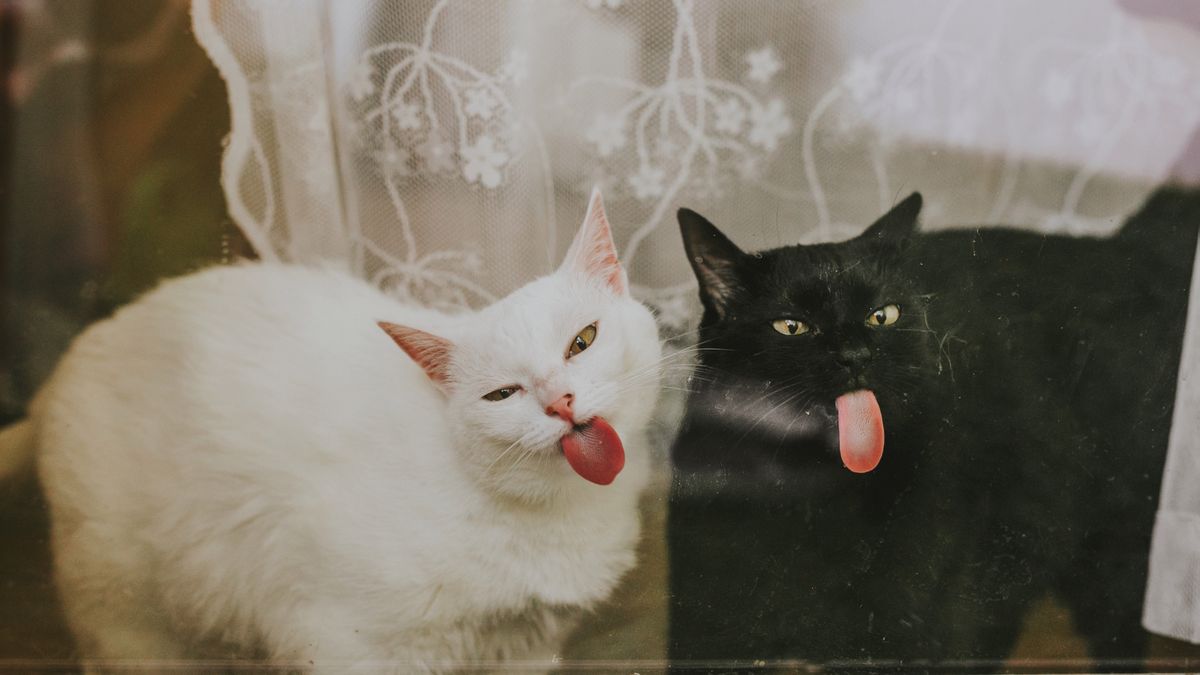 Zarabiają na kotach. Za jeden post można dostać 60 tysięcy złotych 1