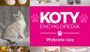 Expert. Koty - wybrane rasy. Encyklopedia