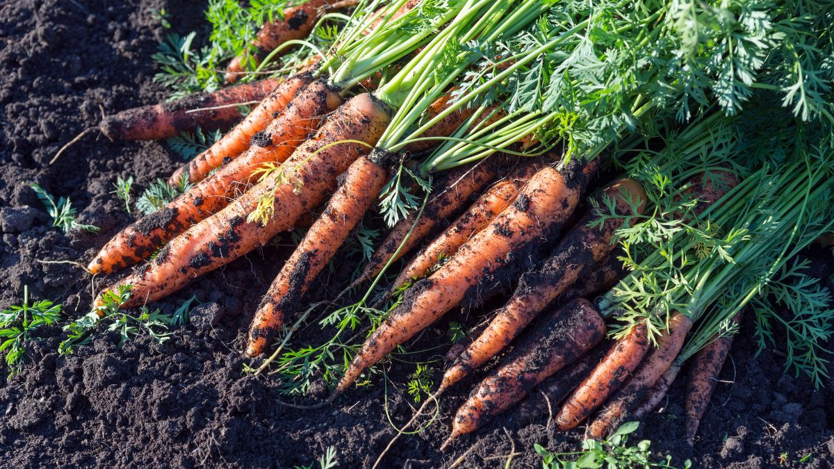 Jak zwiększyć plon marchewki?