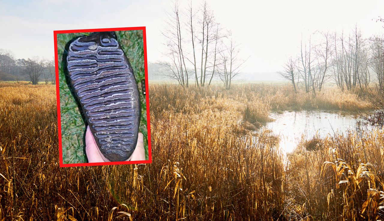 A surprising discovery in the bog