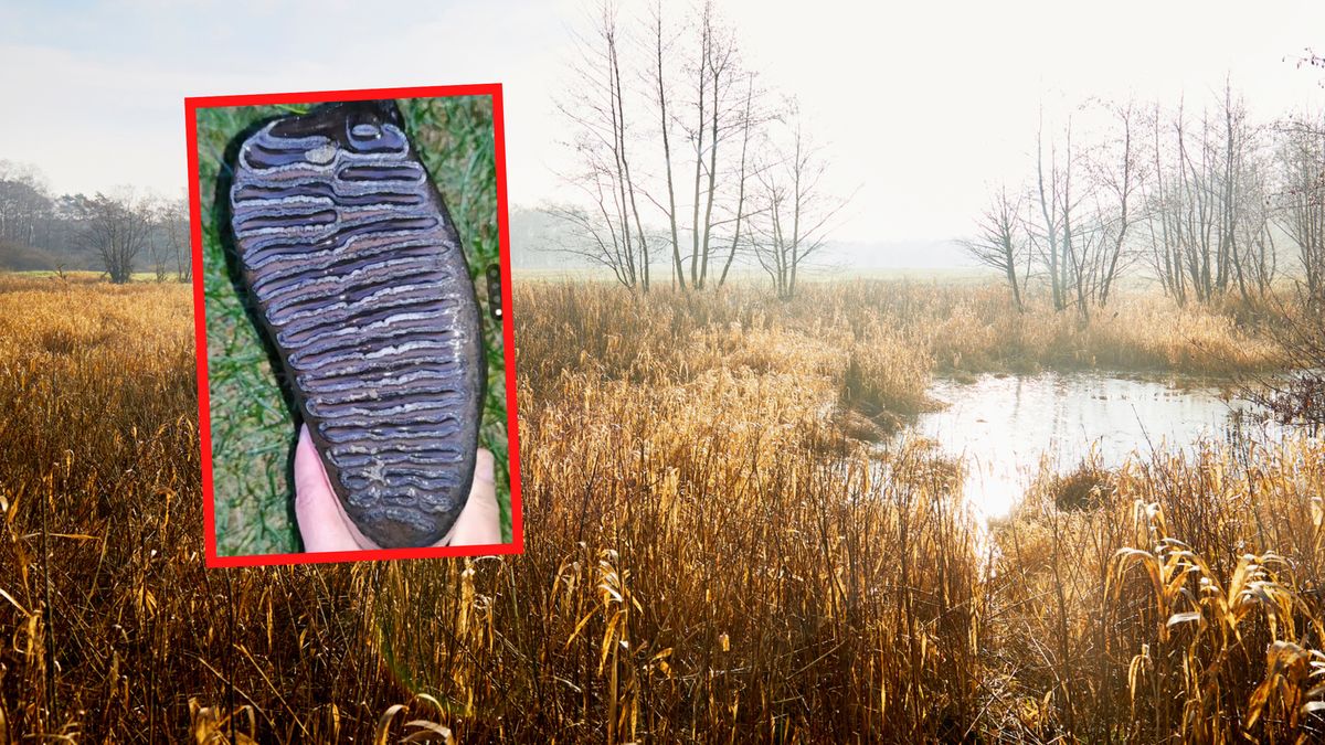 Zaskakujące znalezisko w bagnie