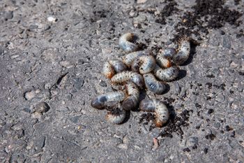 Niszczą trawniki i kwiaty. Tak się ich pozbędziesz