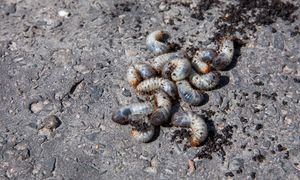 Niszczą trawniki i kwiaty. Tak się ich pozbędziesz