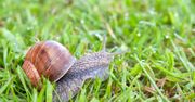 Jak się pozbyć ślimaków z ogrodu? 4 łatwe i bezpieczne sposoby