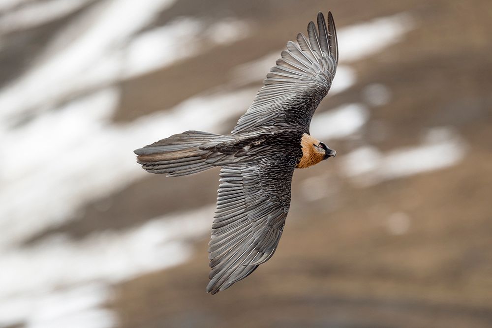 Vincent Munier wytropił i sfotografował niezwykle rzadkiego irbisa śnieżnego. Zobaczcie, jak powstały jego zdjęcia 8