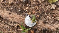 Zielona pszczoła. Niezwykłe znalezisko w północnej Australii