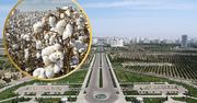 Turkmenistan. Nauczyciele i lekarze są zmuszani do pracy przy zbiorze bawełny