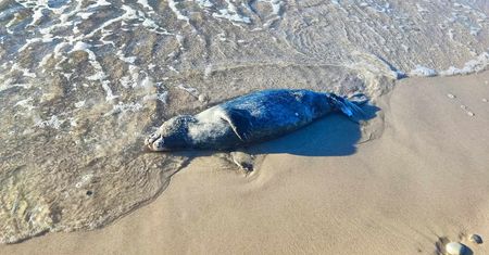 Martwa foka na plaży w Ustce. Mogła nie mieć nawet roku