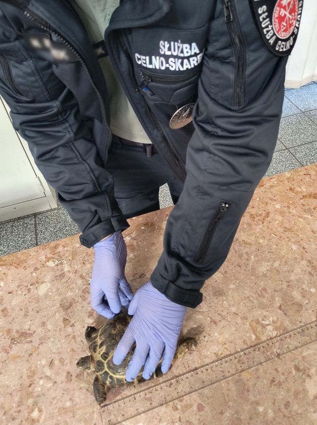 Egzotyczny pasażer w pociągu z Kijowa. Żółw stepowy trafił do zoo w Zamościu (zdjęcia)