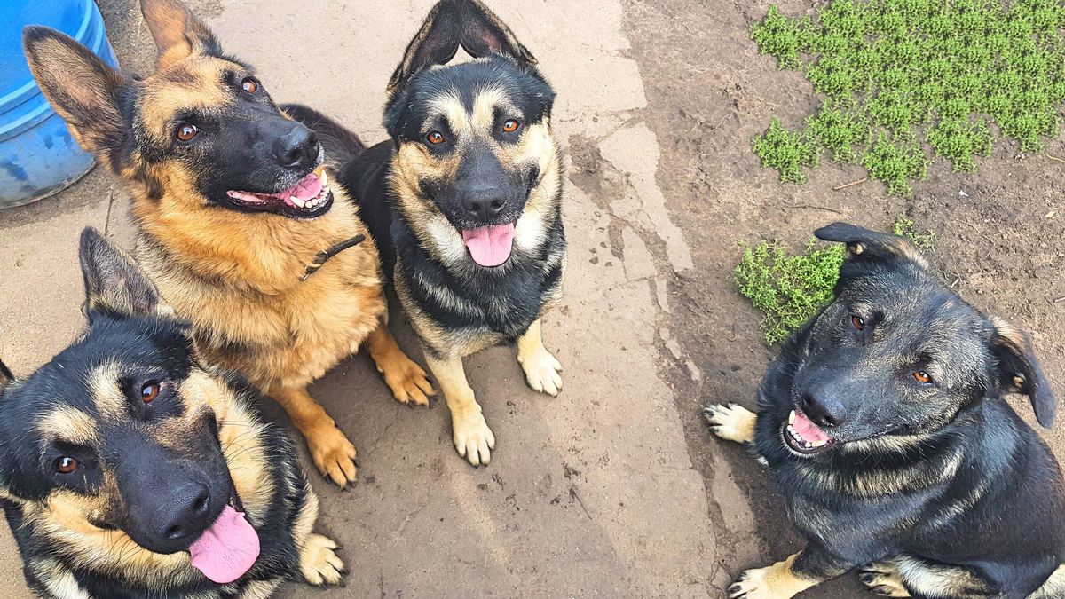 Czy warto karmić psy owocami?